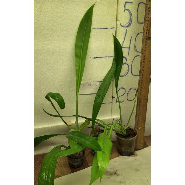 Филодендрон Крассинервум / Philodendron Crassinervium
