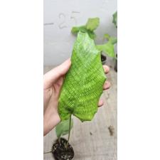 Calathea Musaica 'network' (S)