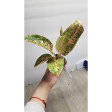 Aglaonema Sub Mongkol (Orange). 33 november.