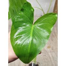 Zantedeschia. КАЛЛА ЭФИОПСКАЯ