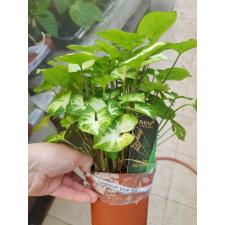 syngonium pixie 12 cm pot