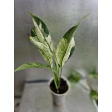 spathiphyllum sp variegata стакан Д