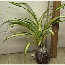 Хлорофитум 'Шарлотта' / Chlorophytum sp. 'Charlotte'