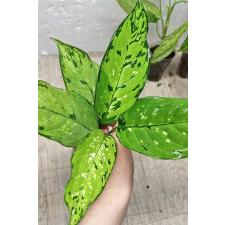 Dieffenbachia sp Tricolor