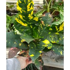 Codiaeum Gr Magnificent 13 cm pot