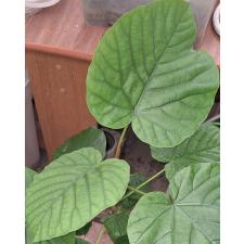 Фикус зонтичный / Ficus Umbellata (L)