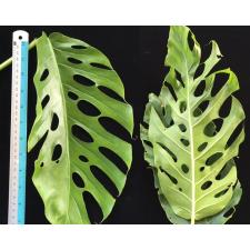 Monstera sp.(T02) (mature leaf).