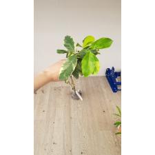 Цитрус Лимон "Варегатный Розовый Эврика Лимон" / Citrus limon 'Variegated Pink Eureka Lemon'