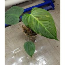 philodendron nangaritense vs fuzzy petiole по 650р