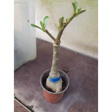 Adenium sp 8166