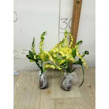 Codiaeum A68 Pin gaew