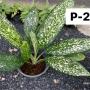 Aglaonema P-21 Pet ra cha