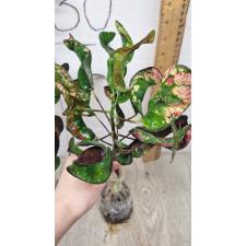 Codiaeum A33 Nin mung korn