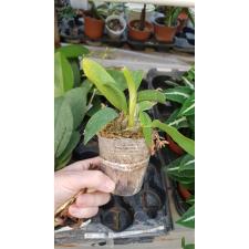 Den. speciosum 'Golden Rain' 2,5"