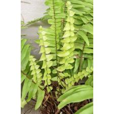 Nephrolepis exaltata Gold