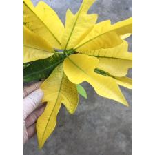 Кодиеум Голден Арроу / Codiaeum Golden Arrow