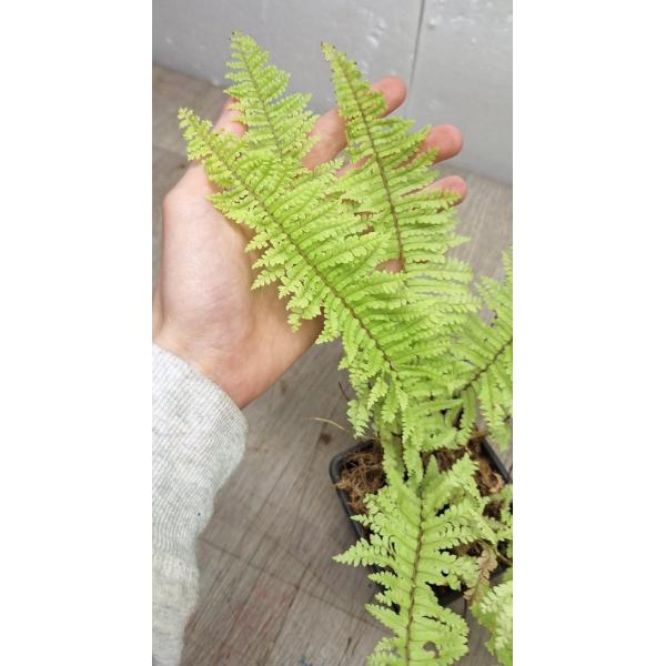 Nephrolepis exaltata cv. Vintage Lace (Golden) (S)