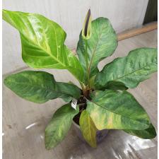 Anthurium variegated sp 13