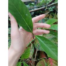 Gardenia gjellerupii 114/1