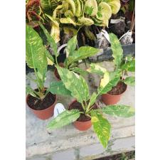 philodendron ring of fire variegated 12 cm pot 850p