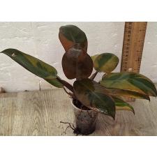 Филодендрон 'Черный Кардинал' варегатный / Philodendron 'Black Cardinal' variegated
