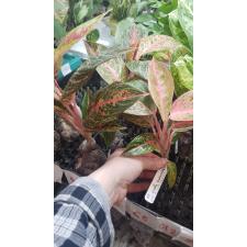 Aglaonema Indonesia hybrid 47