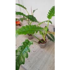 Philodendron 'narrow Escape' pot 500p