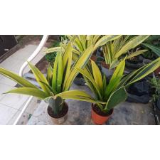 Sansevieria Gold Flame 12 cm pot