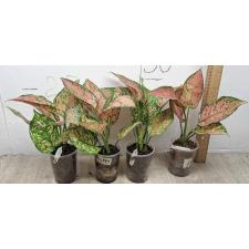 Аглаонема Лук Сетхи. / Aglaonema Look Sethi A-124