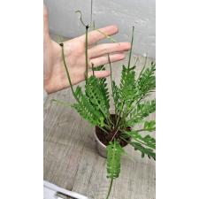 Asplenium cv. Kenzoi 