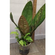 Антуриум Супербум / Anthurium superbum