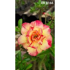 Adenium sp 8166