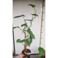 Philodendron Hammer Head. 372/1 pot