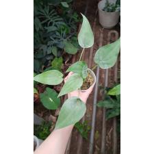 Alocasia cucullata s pot 250р