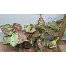 Аглаонема Трехцветный Аньямани гибрид / Aglaonema Tri Color Anyamanee hybrid