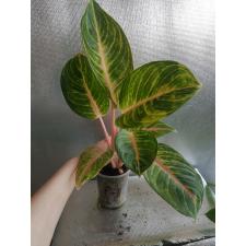 Aglaonema P-11 Golden Bay pot Д
