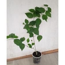 Thunbergia erecta (purple) pot
