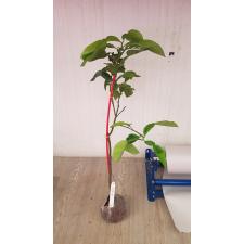 Citrus maxima (yellow variegated) 50 по 4500р