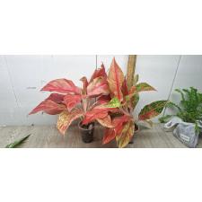 Aglaonema Red Queen pot