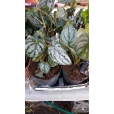 Philodendron brandtianum  12 cm pot 29.12