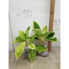 Aglaonema Aurora white A-9
