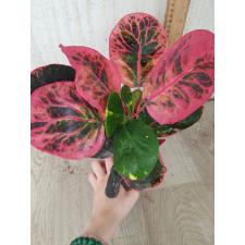 Codiaeum Boosarin 82
