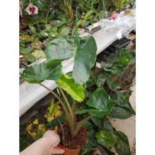 Alocasia Macrorrhiza 'stingray' 12 cm pot
