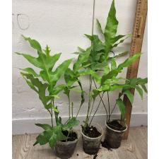 Микросорум сп. / Microsorum sp.