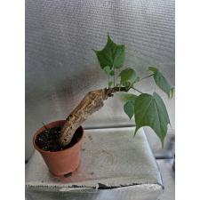 sterculia colorata caudex long pot 3500p