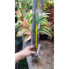 Epipremnum sp.(T01) Fish Bone 113/1