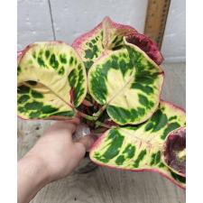 Codiaeum A61 Chom poo phun thip