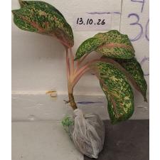 Аглаонема Платинум Карат Компактный / Aglaonema Platinum karat compact