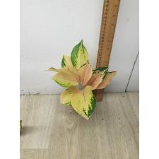 Aglaonema Amazon A-96