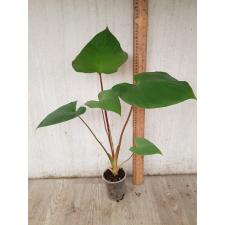 Homalomena sp pot 400p